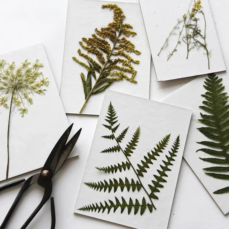 Field Press Flower Drying Refill Pack – 6X8 Inch, 10 Sheets 1