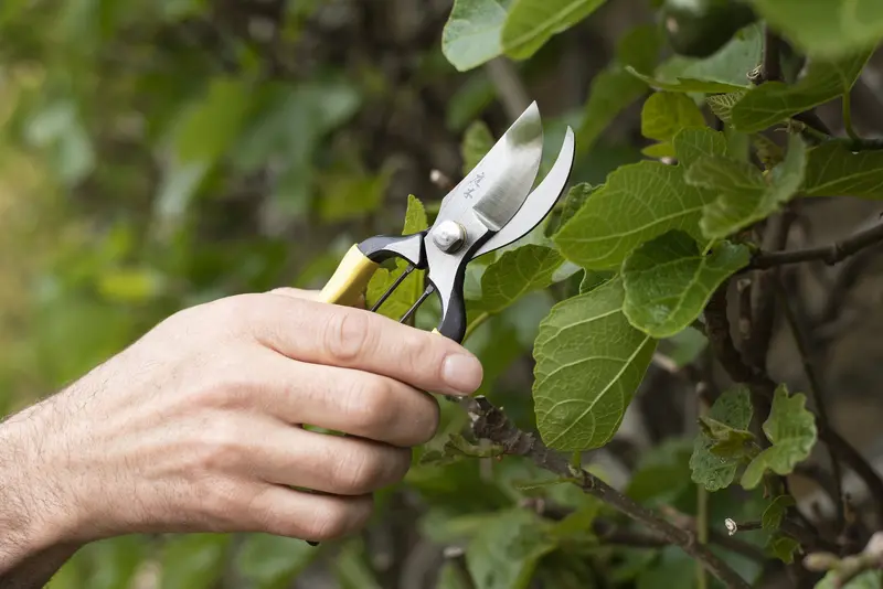 Niwaki Higurashi Garden Secateurs – Gr Series 1