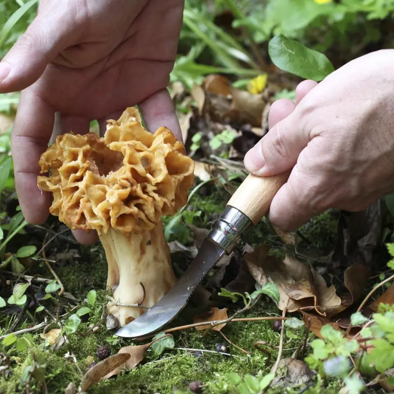 No.8 Mushroom Foraging Knife – Dual-Blade Forest Tool 1