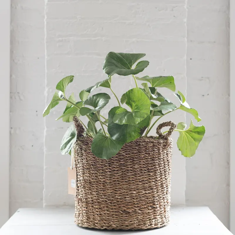 Woven Hacienda-Style Storage Basket 1